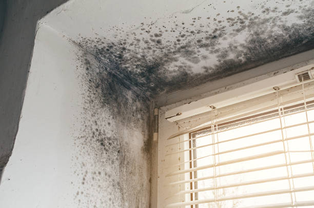 Affordable Mold Remediation solutions in Jobstown, NJ